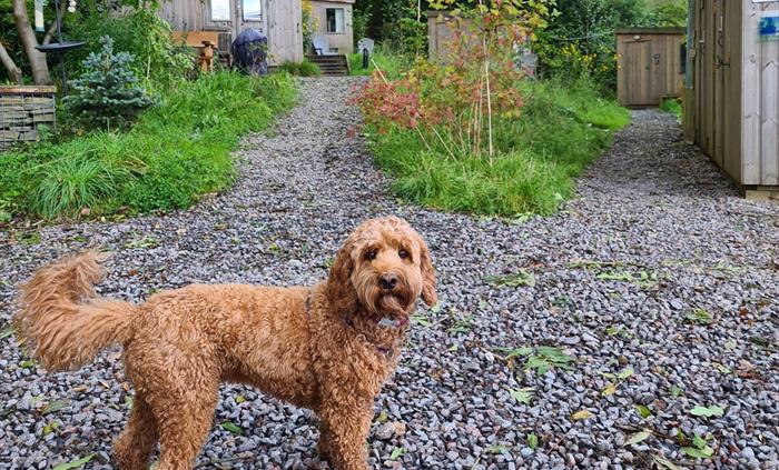 A dog stood in front of cabins and grass